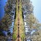 McQuarrie River Tree