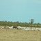 Cattle beside Savannah Way
