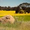 Canola crop near Dumbleyung