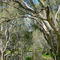 Billabong near Ovens River (Stamps Lane, Wangaratta North)