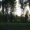 Trees past Custer Peak