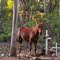 Born to be wild... (Wild horse in the Bondo State forest nsw)