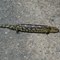 Tumut Road - Blue Tongue Lizard