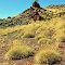 Spinifex