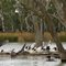 Pelicans on the Murray River
