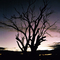A Gnarly Tree Near Waikerie