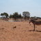 A sacred "Jesus Donkey" near the yards of the Willowra Cattle Co.