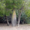 Bottle Tree