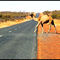 Camel in Red Centre Way...© by leo1383