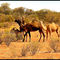 Camel free....© by leo1383