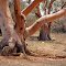 Gums by the claypan lake, Wiluna.