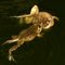 Spotted Marsh Frogs - males wrestling.