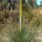 Grass Tree Flower Stalk
