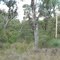 Kurri Sand Swamp Woodland