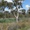 Eucalyptus parramettensis ssp. decadens and dam