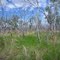 Culgoa National Park, NSW