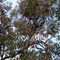 Plants of ekvalipt in the environments of  Wongan Hills (West Australia)