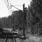 Rail Journey - Central to Kiama: Single Track through the she-oak forests approaching the Minnamurra River