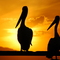 Lake Illawarra pelicans at sunset