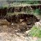 Peel River bank mined by fossickers