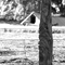 Fence Post 1 2007