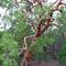 Angophora leiocarpa (Myrtaceae)
