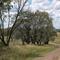 Weeping Myall or Boree (Acacia pendula) (EEC) remnant near Warialda