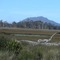 Marshlands near Fossey River