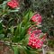 Wild Tasmanian Waratshs