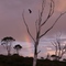 Sunset near Murchison HWY, Tas, Australia