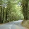 Deep Gully Forest Reserve