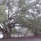 Darling River- Ana Branch, Wentworth New South Wales