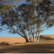 Wentworth nsw