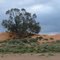 Eucalypt being smothered by sifting sands, Perry Sandhills.