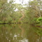 Red Gum Trees in Wallarah Creek, NSW, AUS