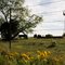 Windmill, cows, wildflowers