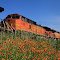 Orange flowers and locomotives