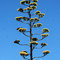 Flowering Cacti, Along the West Wyalong By-Pass