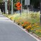 Local Wycheproof Wild Flowers