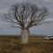 Baobab z Kimberley / Boab from Kimberley