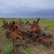 Rusted Remains