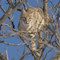 Bobcat at Quivira National Wildlife Refuge