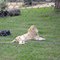White lion, just relaxing. Update, April 2010: Unfortunately, he is no longer with us. He attacked a keeper a while ago, and had to be put down. RIP, big fella!