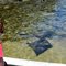 Mosquito Bay Stingrays