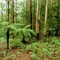 Eucalipt rainforest Near South Durras