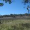 Vineyard near Moffatdale in the South Burnett