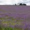 Nice Purple fields