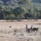 Mulligans Flat Nature Reserve - Eastern Grey Kangaroos