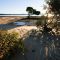 Mangrove Trees, Coochiemudlo Island