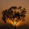 Sunrise at Ceratodus